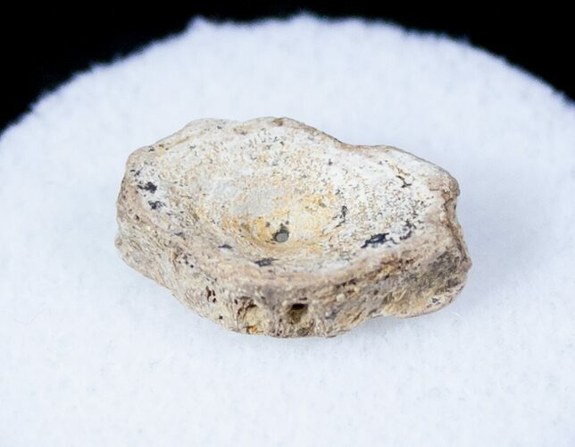 Cretaceous Fish Vertebrae - Hell Creek Formation - Montana #12720